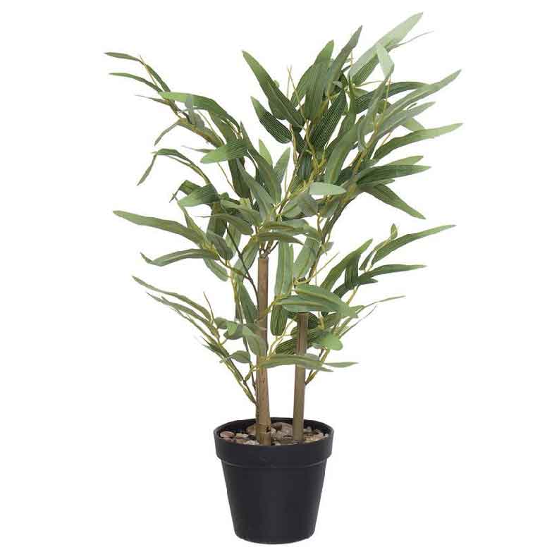 planta-bambu-2 planta-bambu