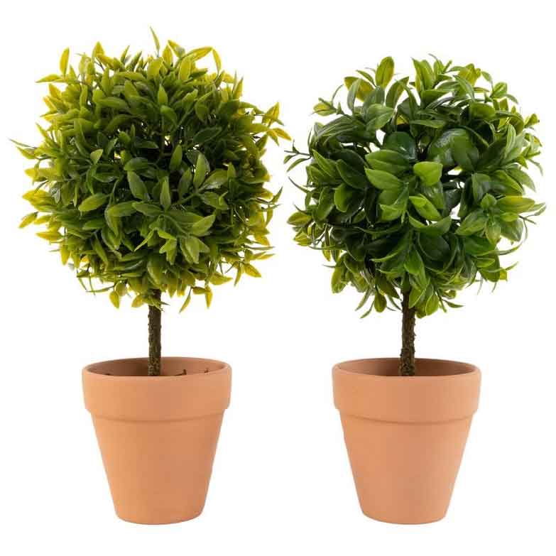 planta-bambu-3 planta-bambu